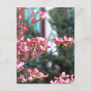 Pink Dogwood Postcard