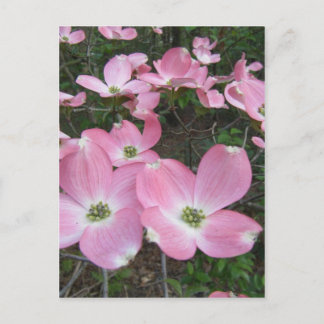 Pink Dogwood Postcard