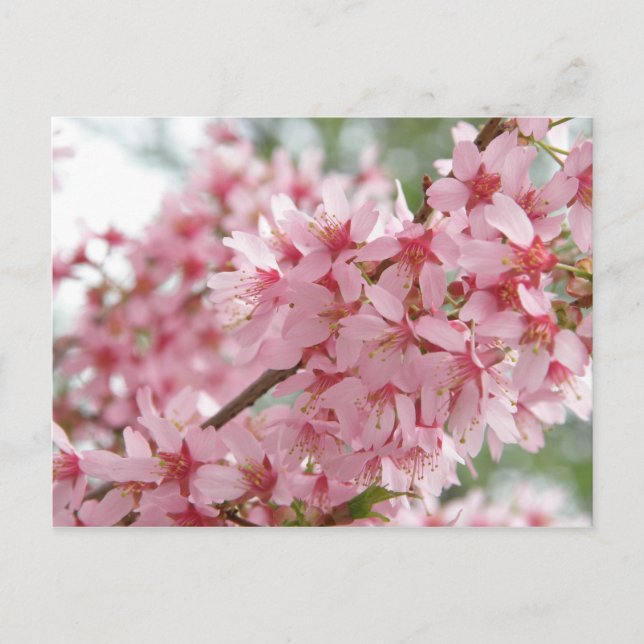 Pink Dogwoods Postcard (Front)