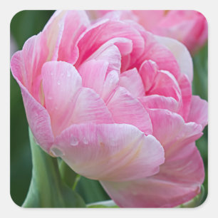 Pink Double Tulips Square Sticker