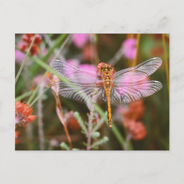 Pink Dragonfly on Flowers Postcard (Front)