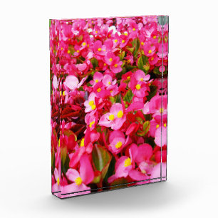 Pink Droplets Of Spring, Begonia, Photo Block
