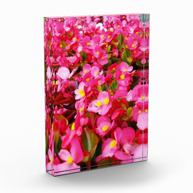 Pink Droplets Of Spring, Begonia,  Photo Block (Left)