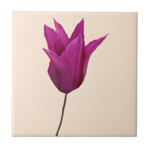 Pink Dutch tulip flower ceramic Tile