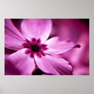 Pink Dwarf Phlox flower print