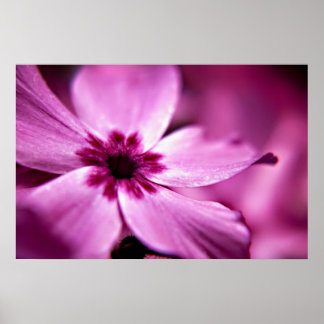 Pink Dwarf Phlox flower print