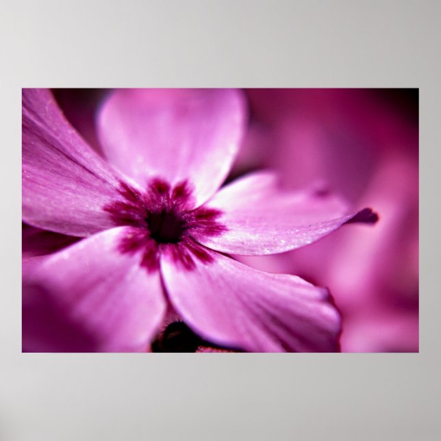 Pink Dwarf Phlox flower print (Front)