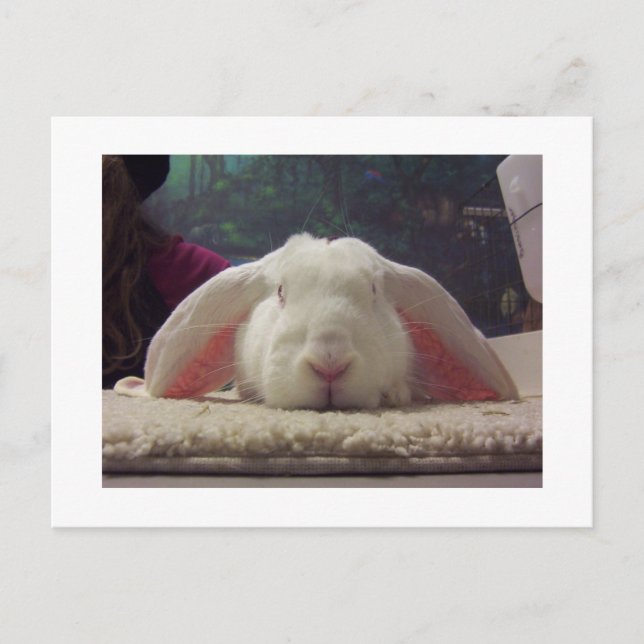 Pink Eared Rabbit Postcard (Front)