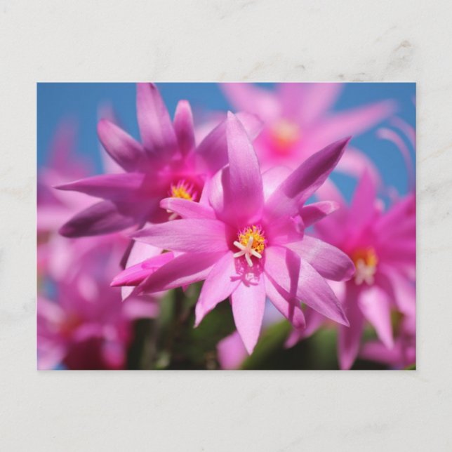 Pink Easter Cactus Flowers Holiday Postcard (Front)