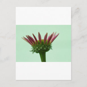 Pink Echinacea Coneflower Blossom Background Postcard