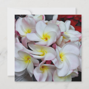 Pink‑Edged Plumeria Blossoms – Tropical Floral Not Card