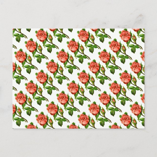 Pink English Roses Postcard (Front)
