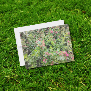 Pink Escallonia Flowers in Lush Garden Scene Postcard