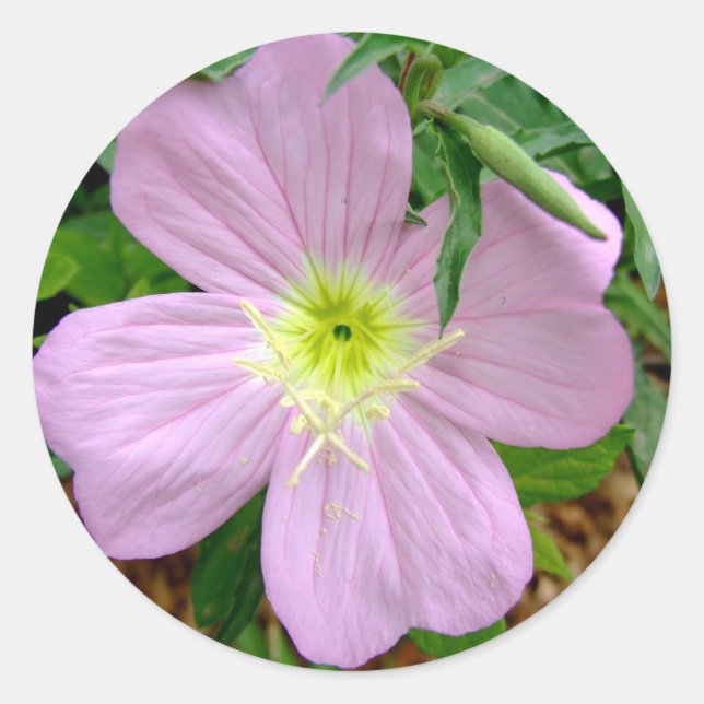 Pink evening primrose wild flower classic round sticker (Front)