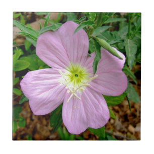 Pink evening primrose wild flower tile