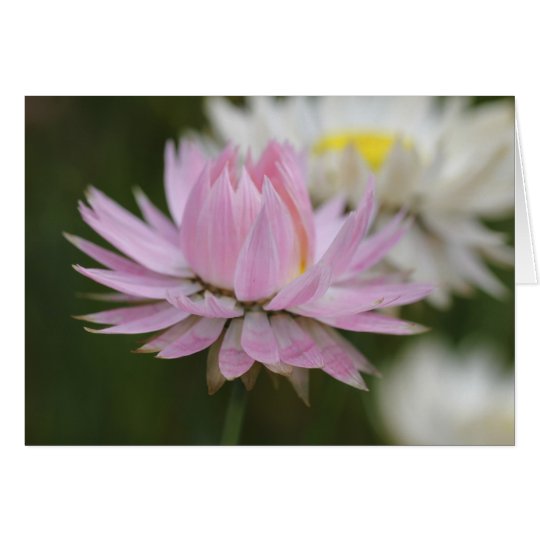 Pink Everlasting Daisy Card