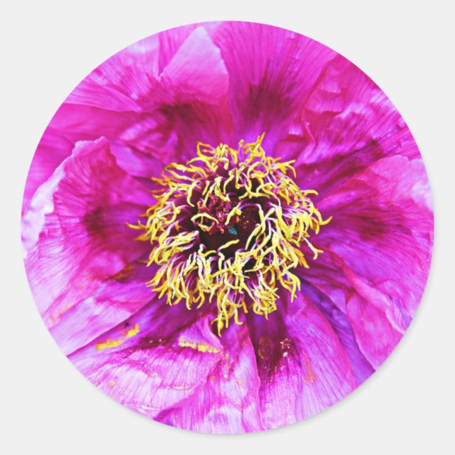 Pink Explosion Classic Round Sticker (Front)