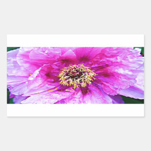 Pink Explosion Sticker