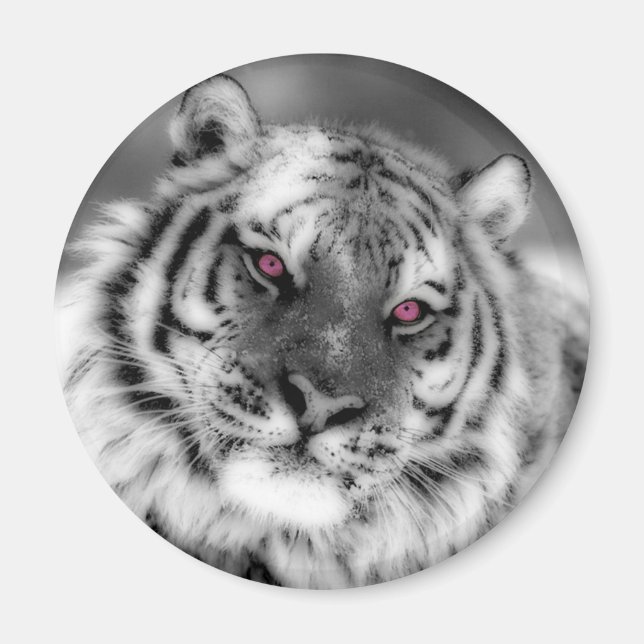 Pink Eyed Tiger Magnet (Front)