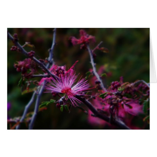Pink fairy duster (Front Horizontal)