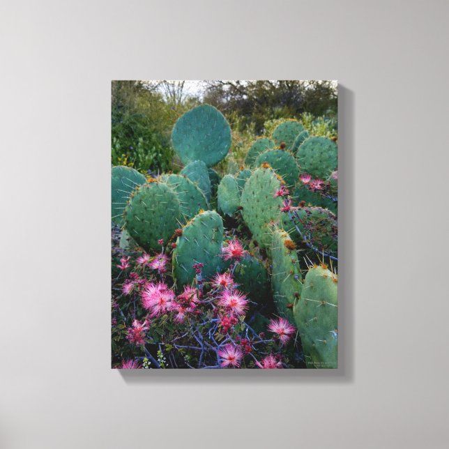 Pink Fairy Duster Flowers & Prickly Pear Cactus Canvas Print (Front)
