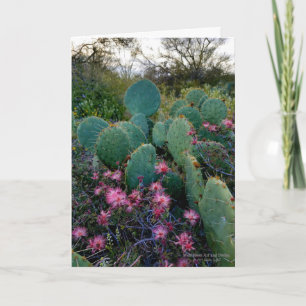 Pink Fairy Duster Flowers &  Prickly Pear Cactus Card