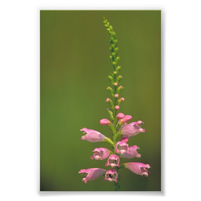 Pink False Dragonhead Flower Photo Print (Front)