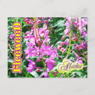 Pink Fireweed flowers in Alaska Postcard