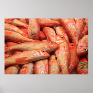 Pink Fish Poster/Print Poster