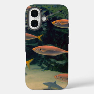 Pink Fish Shoal Underwater Photo iPhone 16 Case