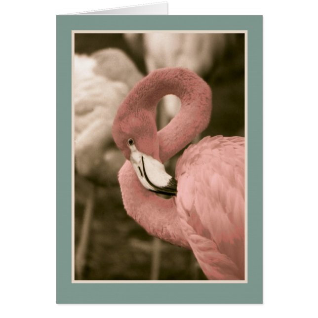 Pink Flamingo (Front)
