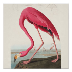 Pink Flamingo Art Poster