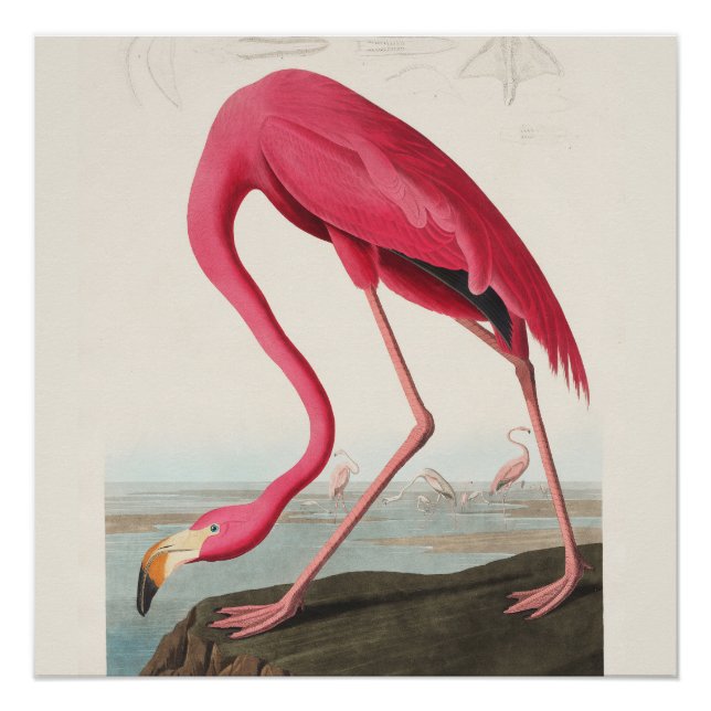 Pink Flamingo Art  Poster (Front)