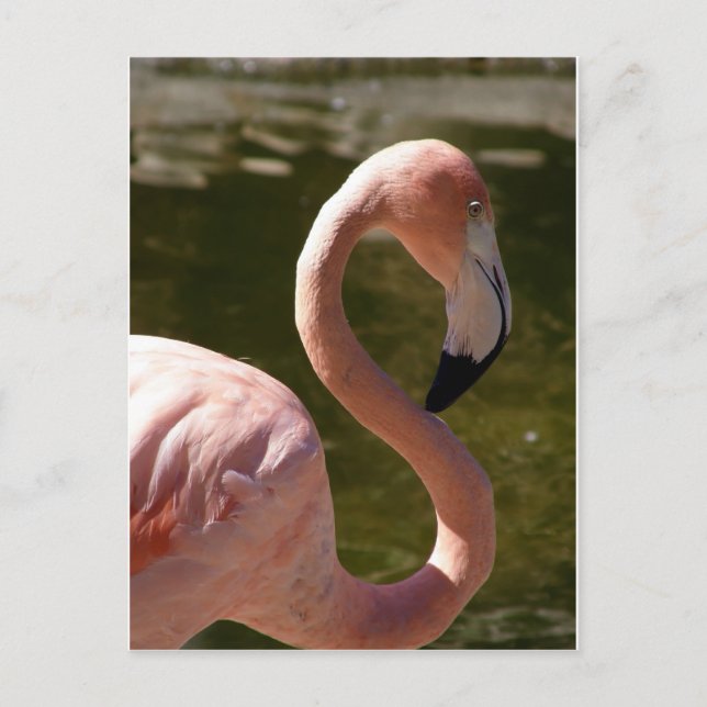 pink flamingo bird postcard (Front)