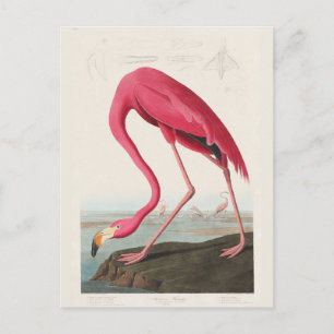 Pink Flamingo, Birds of America by J.J. Audubon Postcard