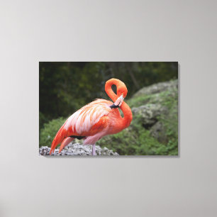 Pink Flamingo Canvas Print