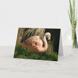 Pink Flamingo Card
