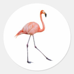 Pink Flamingo Classic Round Sticker