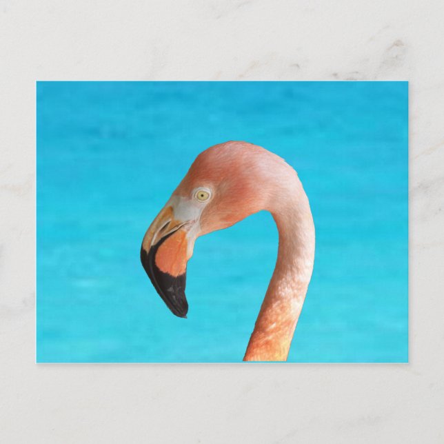 Pink flamingo face against blue water on holiday postcard (Front)
