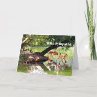 Pink Flamingo Flock Wildlife Photo Sympathy