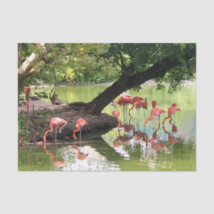 Pink Flamingo Flock Wildlife Photo Tissue Paper