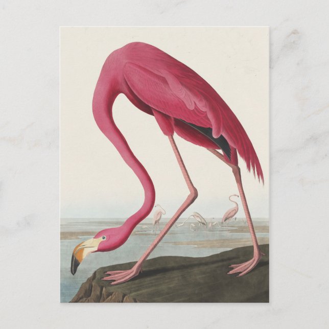 Pink Flamingo from Birds of America Postcard (Front)