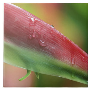 Pink Flamingo Heliconia (Heliconia chartacea), Hil Tile