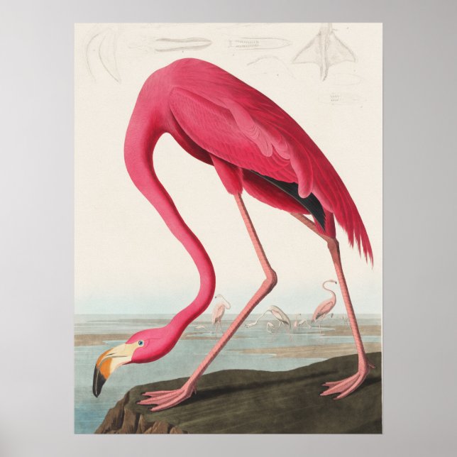 Pink Flamingo illustration  Poster (Front)