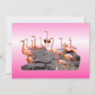 Pink Flamingo Invitation