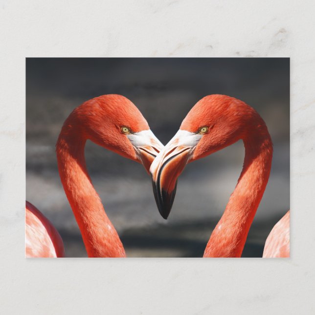 Pink Flamingo Love Postcard (Front)