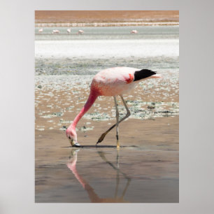 PINK FLAMINGO ON BODY OF WATER POSTER