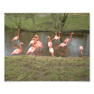 Pink Flamingo Photo Print