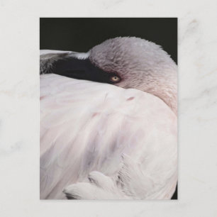 Pink Flamingo Portrait Drawing Effect Art Postcard
