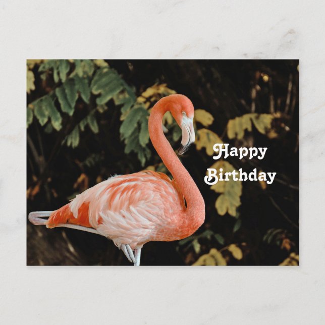 Pink Flamingo Portrait Wildlife Photo Birthday Postcard (Front)